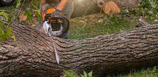 Lawn Pest Prevention in Hammond, WI
