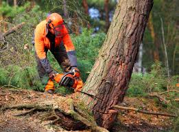 Organic Lawn Care Solutions in Hammond, WI