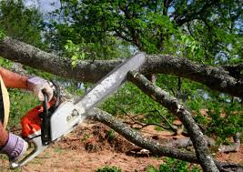 Best Tree Risk Assessment  in Hammond, WI
