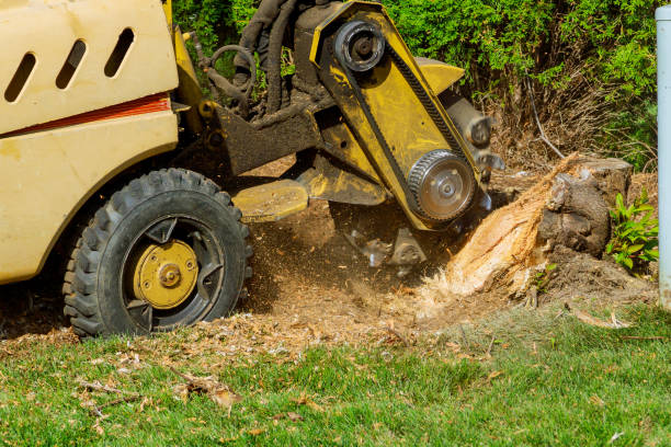 Best Lawn Drainage Solutions  in Hammond, WI
