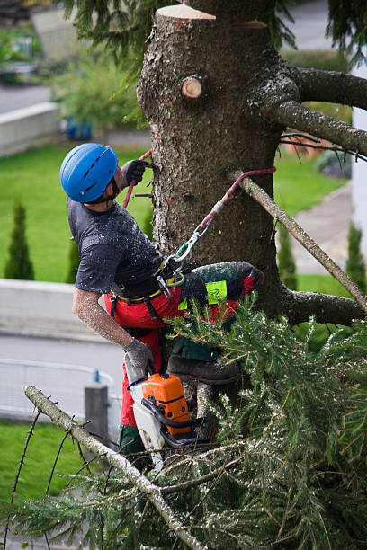 Best Seasonal Cleanup (Spring/Fall)  in Hammond, WI