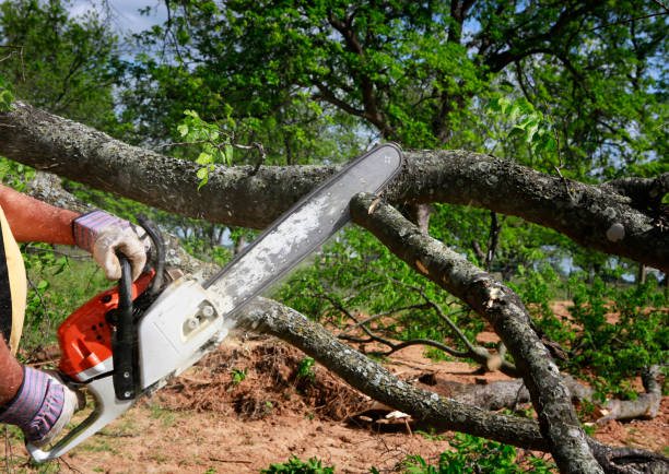 How Our Tree Care Process Works  in  Hammond, WI