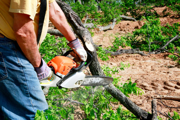 Best Tree and Shrub Care  in Hammond, WI